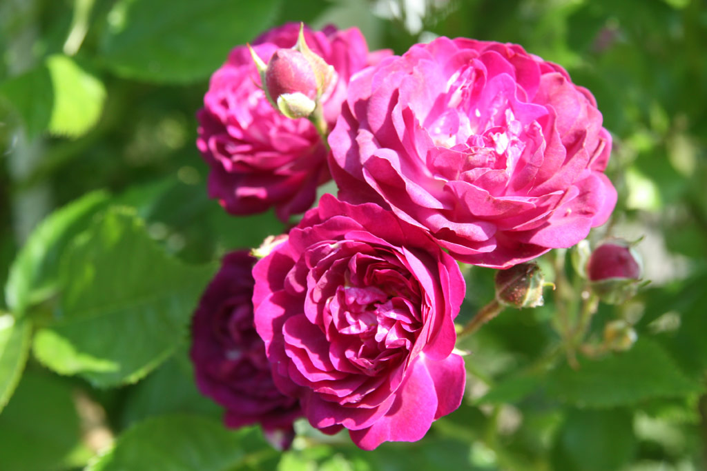 růže Bleu Magenta