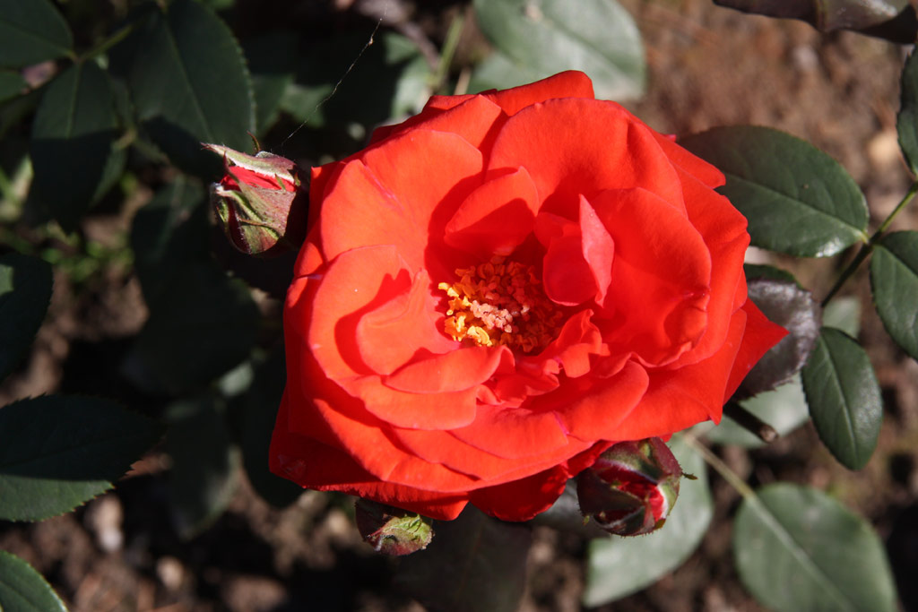 růže Blickfang
