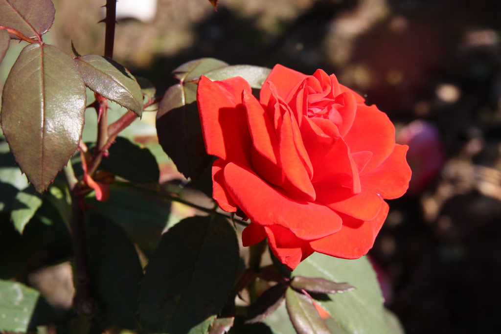 růže Blickfang