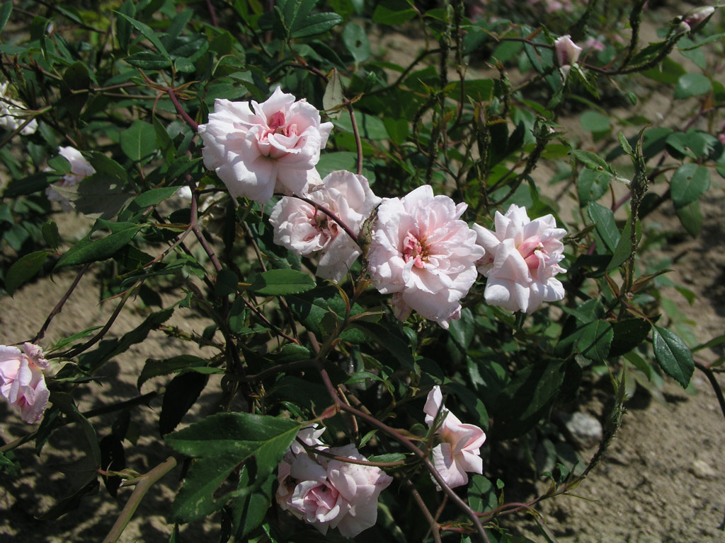 růže Bloomfield Abundance