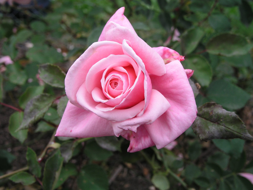 růže Blossomtime