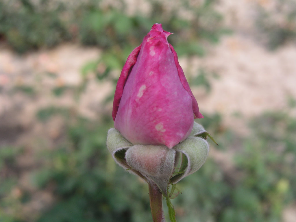 růže Blue Nile