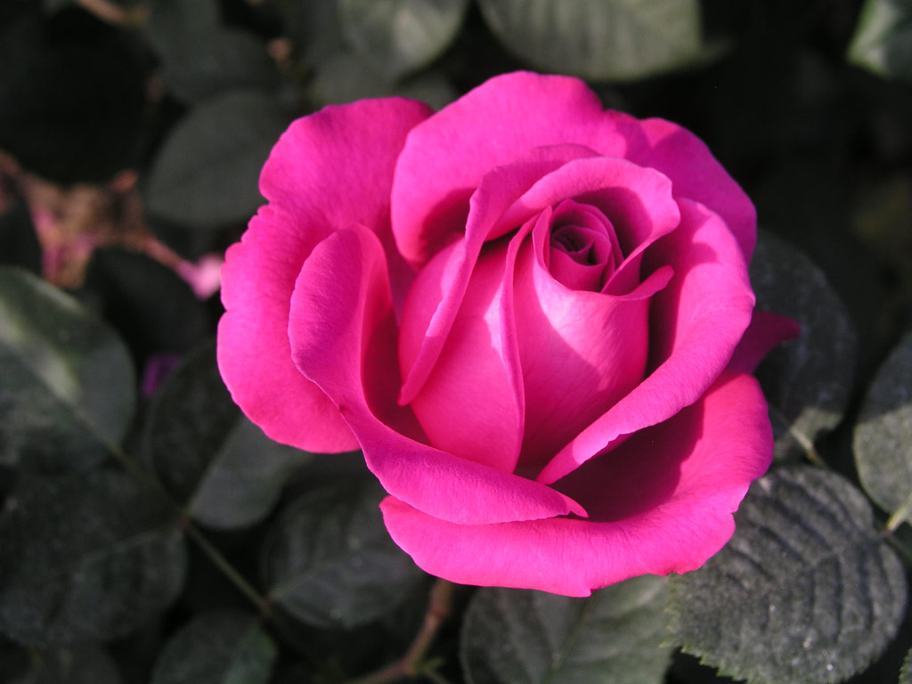 růže Blue Parfum