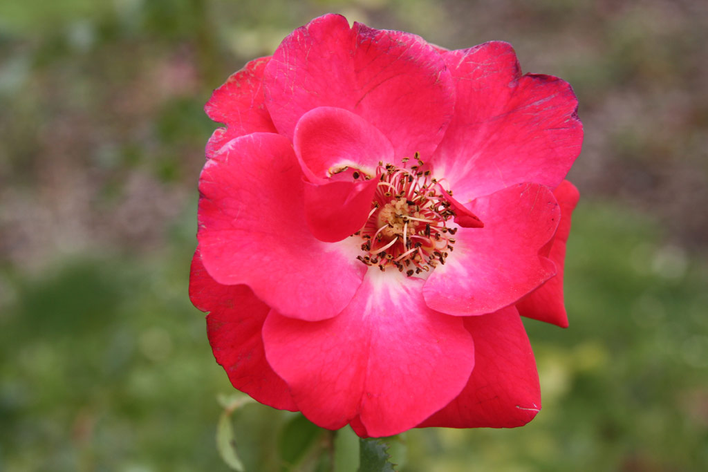 růže Blhendes Barock