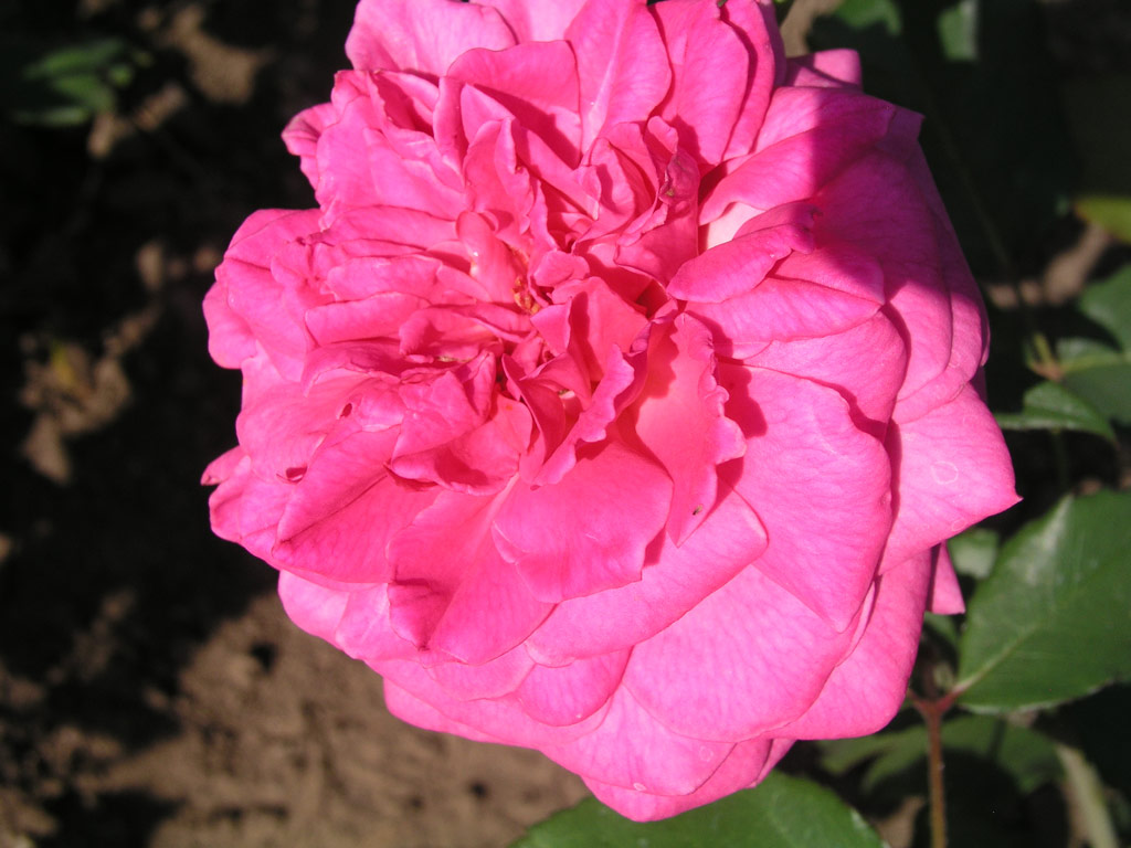 růže Blhwunder