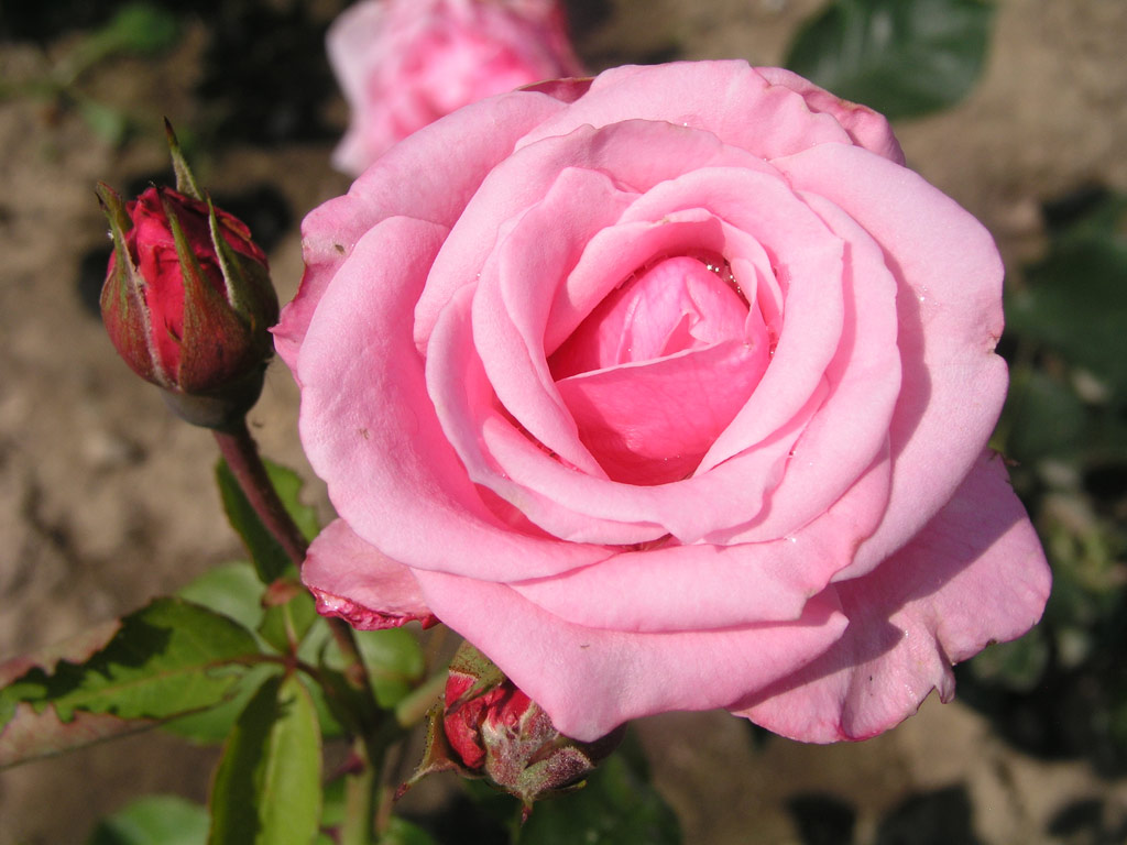 růže Blumenschidts Sonntagskind