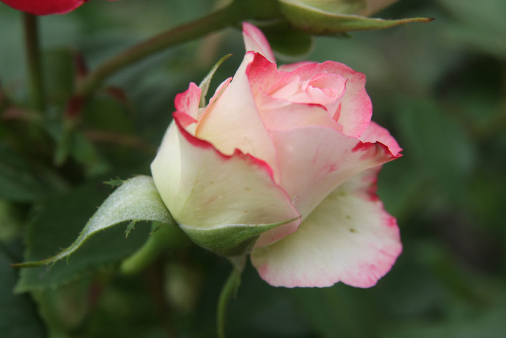 růže Blumenstadt Tulln