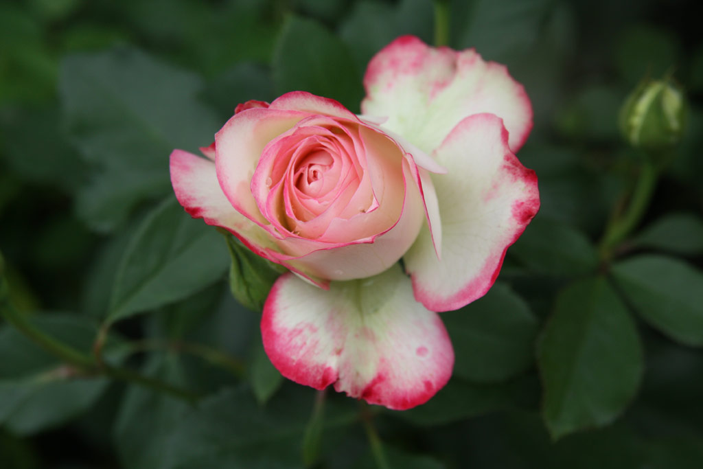 růže Blumenstadt Tulln