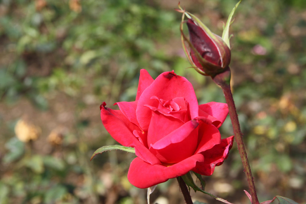 růže Bob Hope