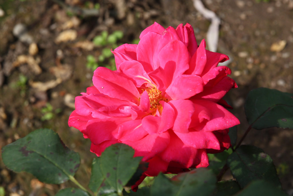 růže Bob Hope