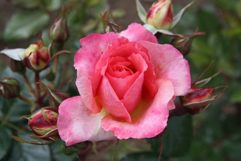 růže Bobravka