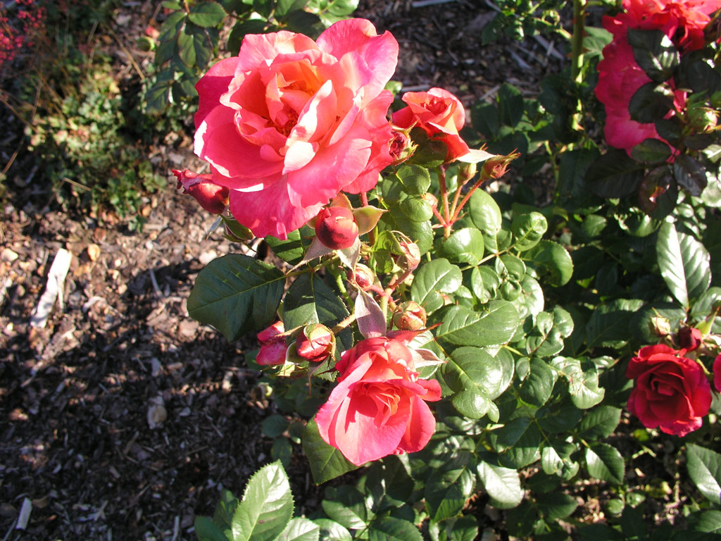 růže Bobravka