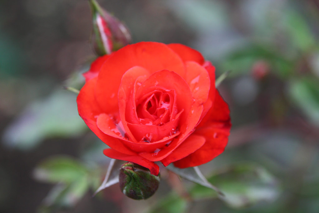 růže Bocskay Istvn Emlke
