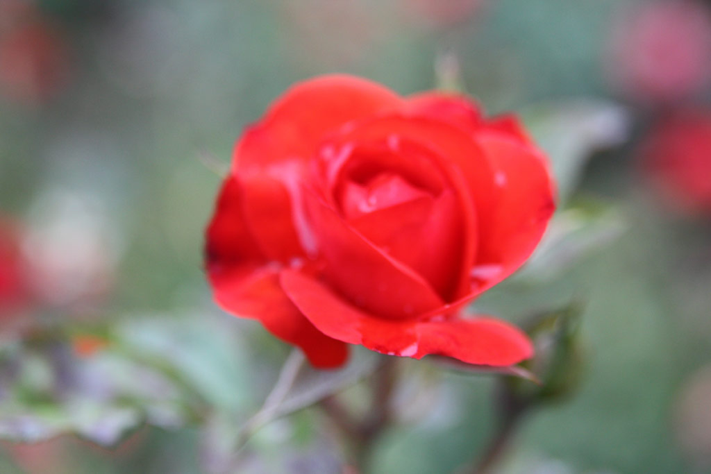 růže Bocskay Istvn Emlke