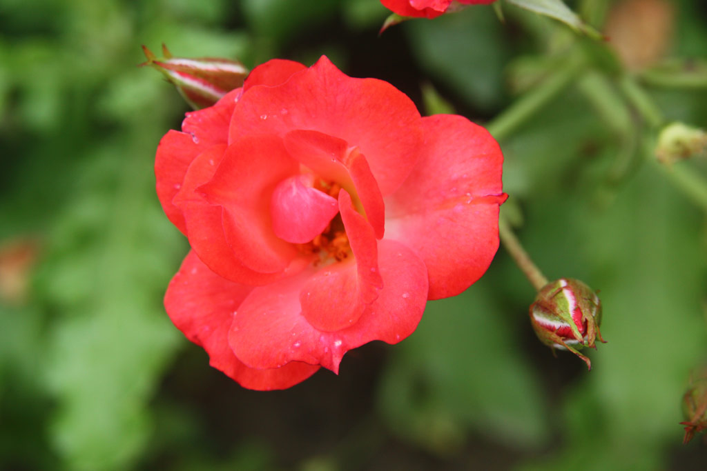 růže Bodor Pter Emlke
