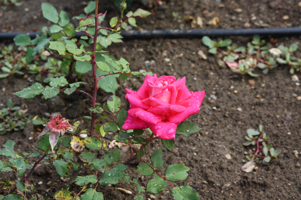 růže Bohemia (Bhm)