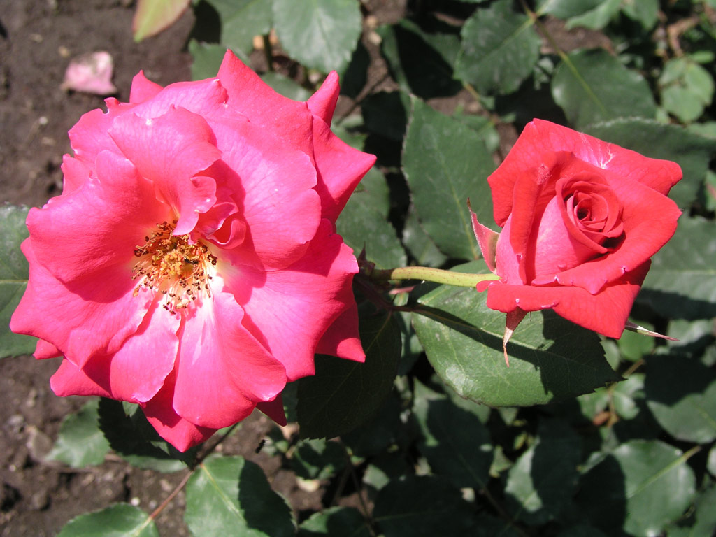 růže Bohemia (Urban)