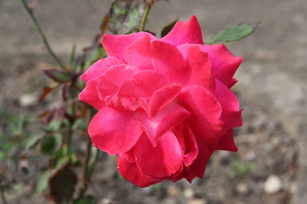 růže Bohemia (Urban)
