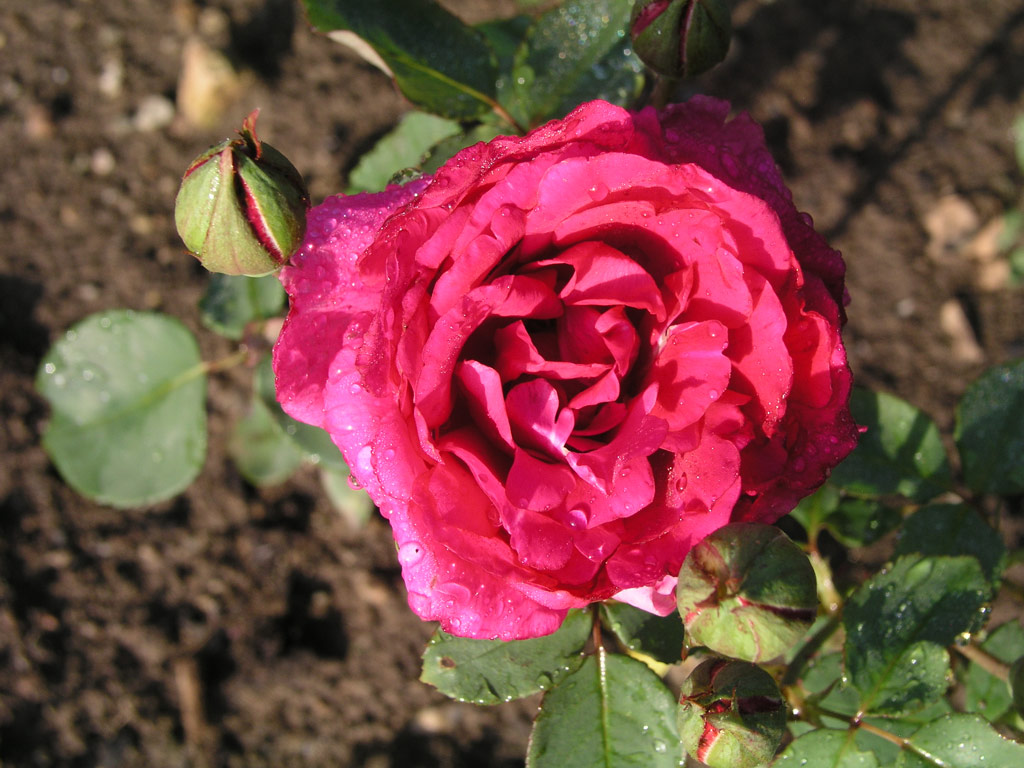 růže Bhm Senior