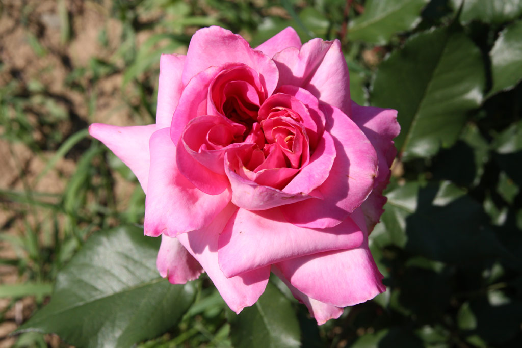 růže Bhmorose