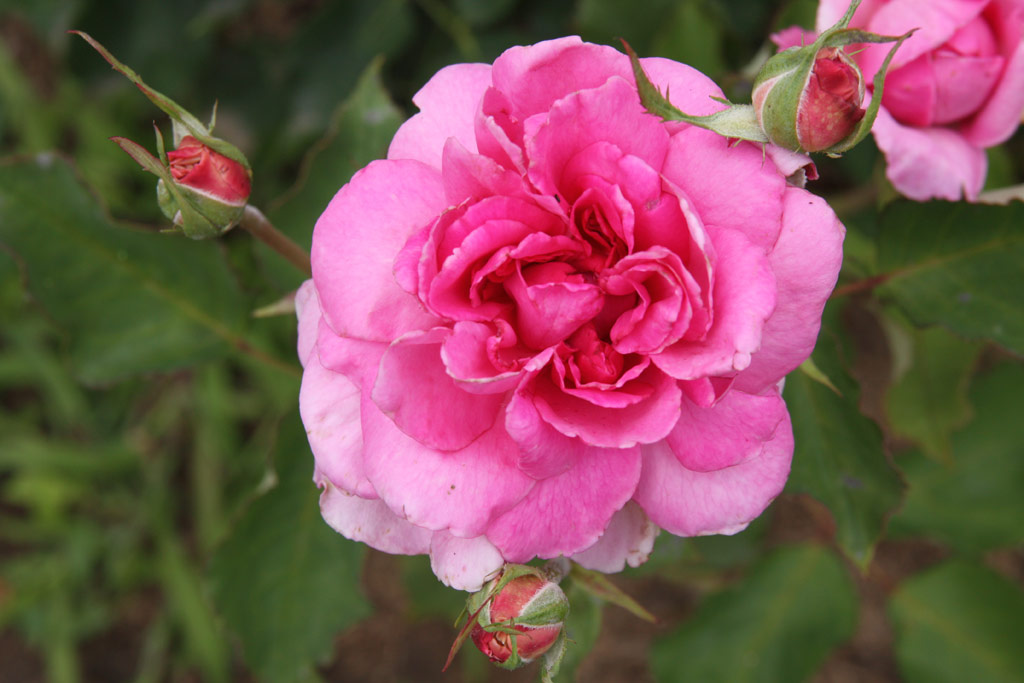 růže Bhmorose