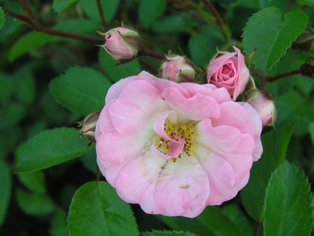 růže Bhmova Popelka (Rajhrad)