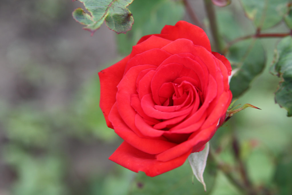 růže Boldog Gizella Kiralyne