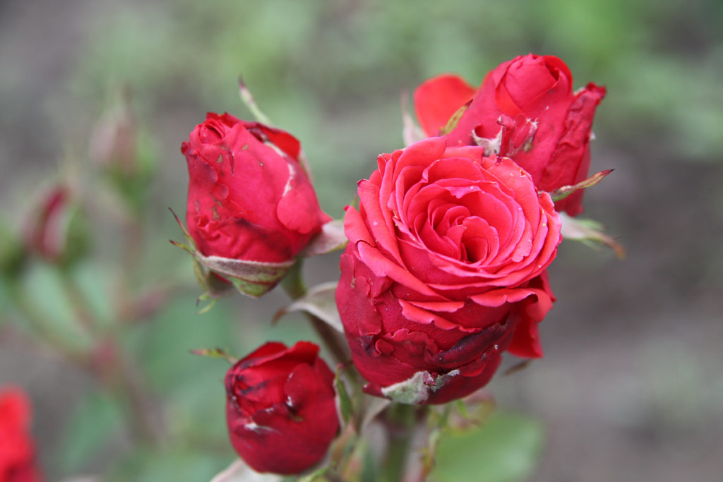 růže Boldog Gizella Kiralyne