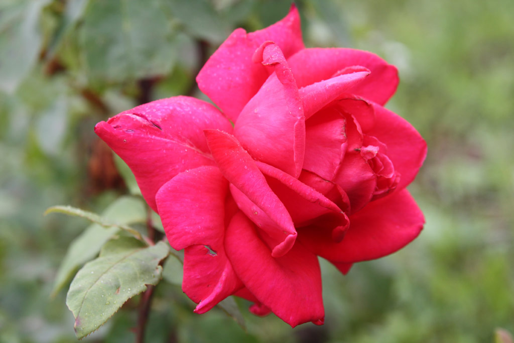 růže Boldog Salkahzi Sra