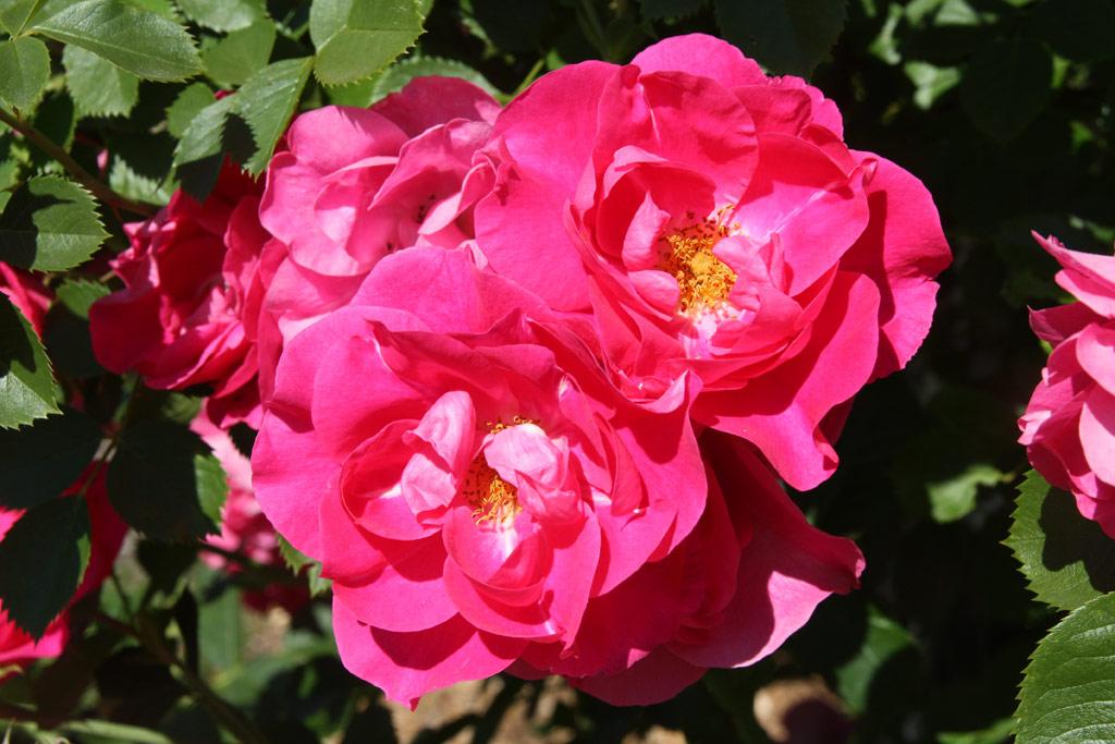 růže Bolero (Dendrologie)