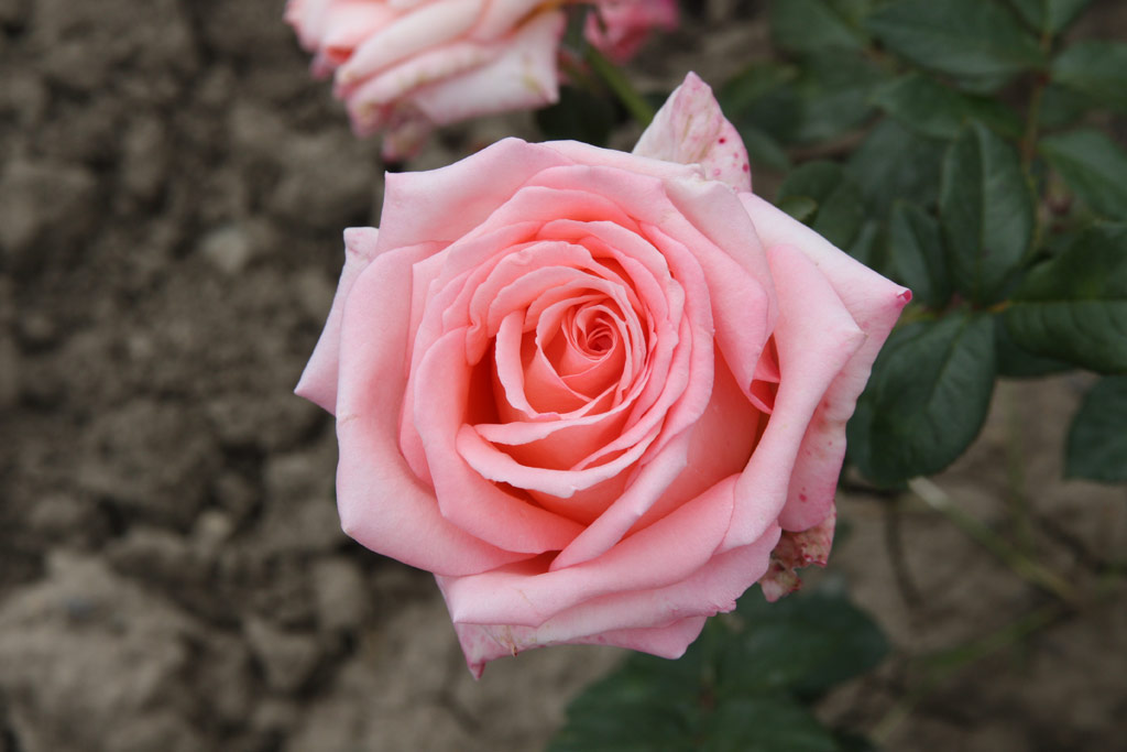 růže Bon Soir