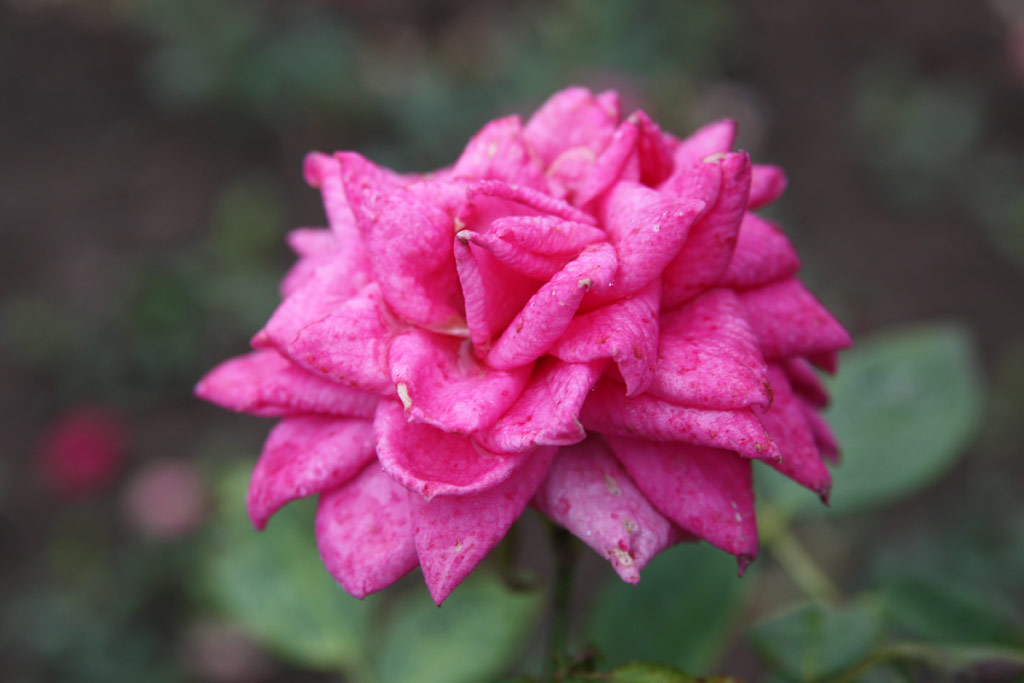 růže Bonchida