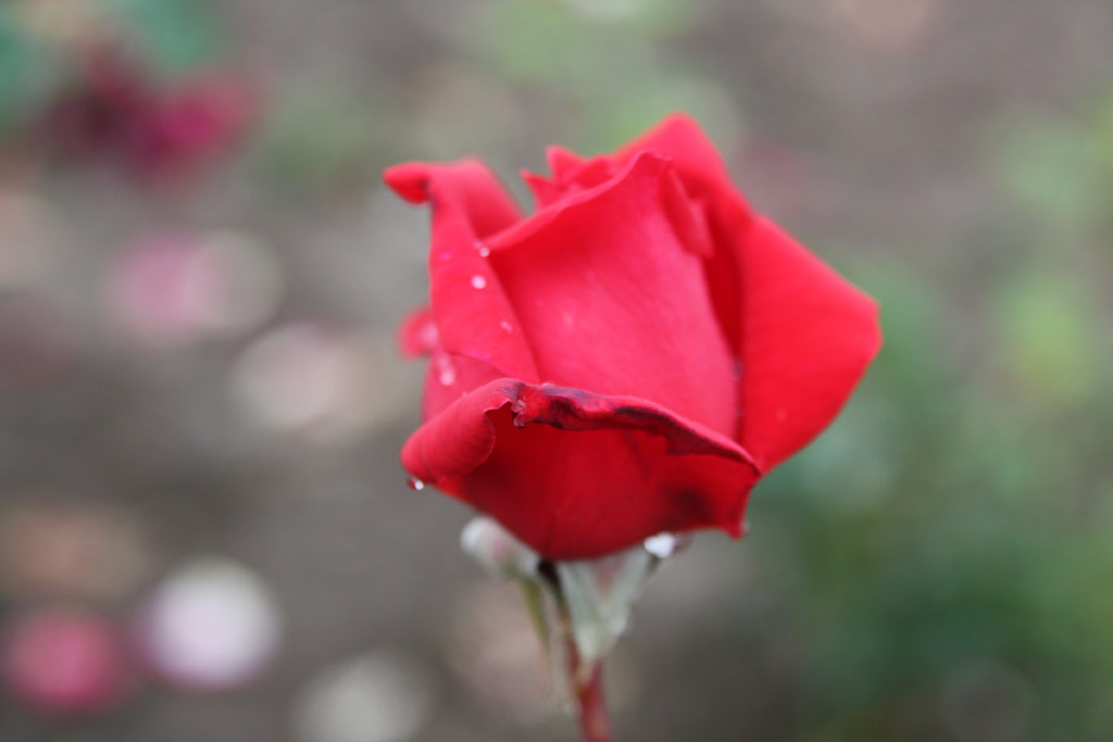 růže Bonica (Borov hora)