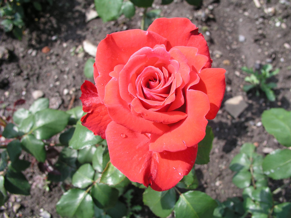 růže Bonjour