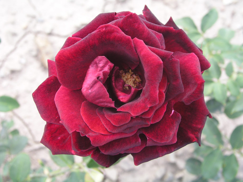 růže Bonne Nuit