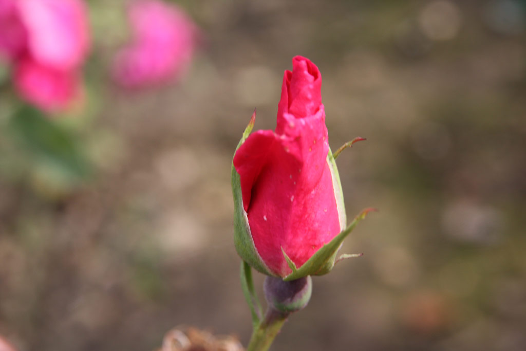 růže Bonnie Jean