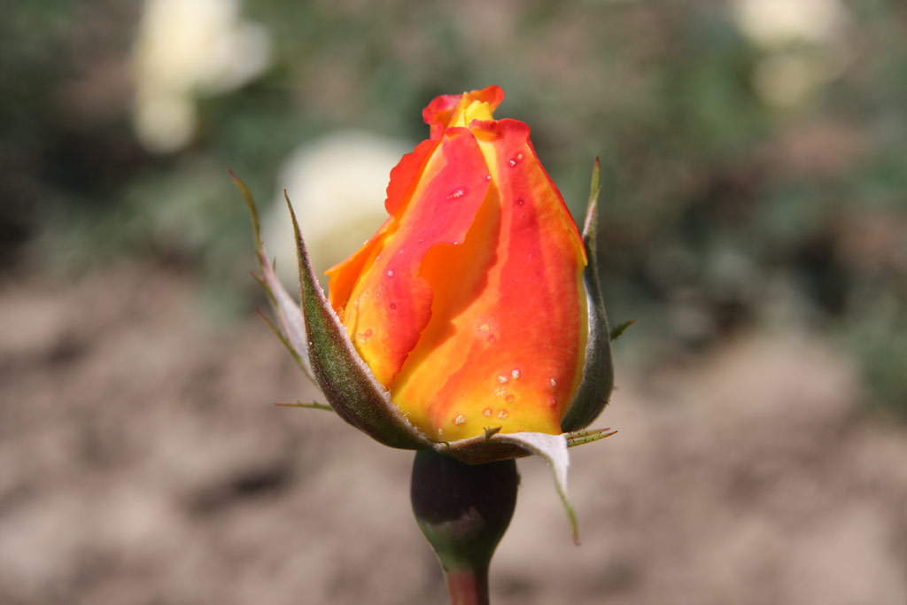 růže Bonzai