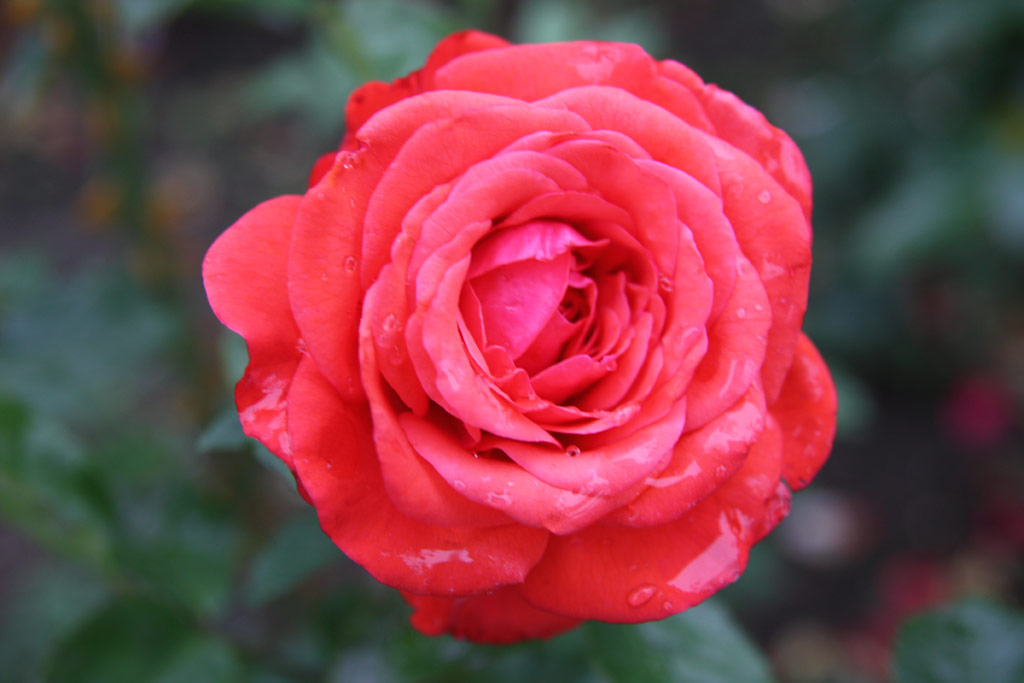 růže Borb�la