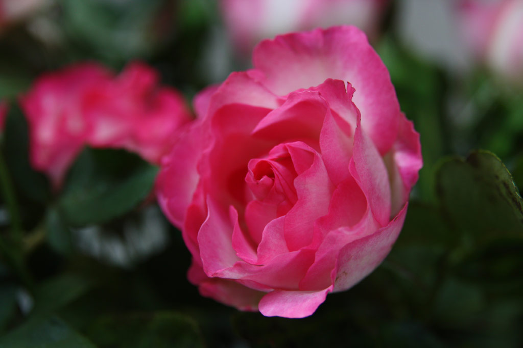 růže Bord�re Rose