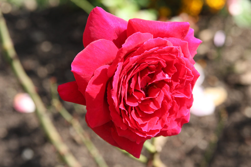 růže Botero