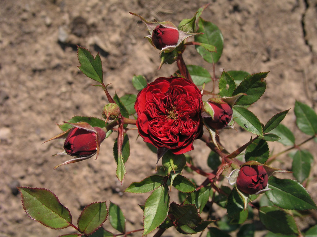 růže Botond