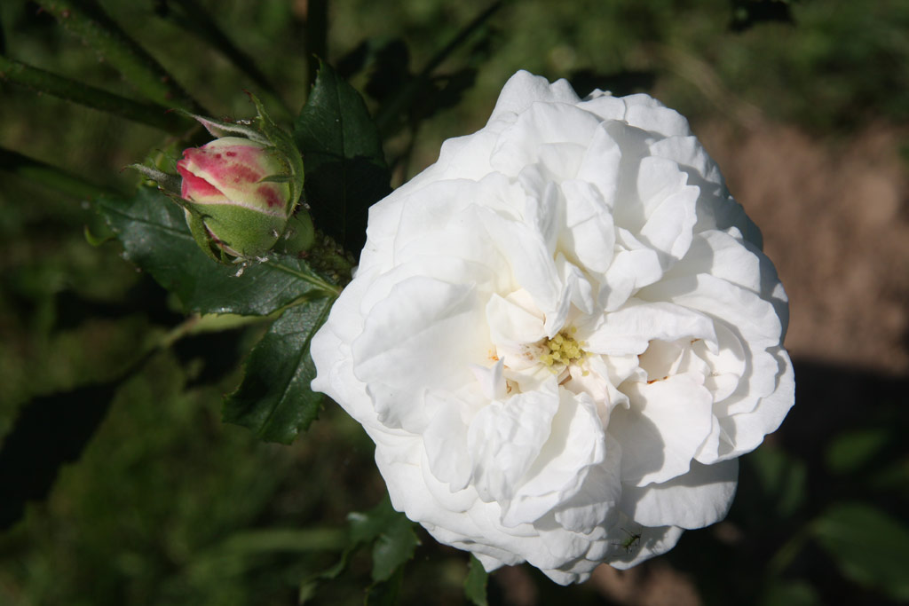 růže Boule de Niege