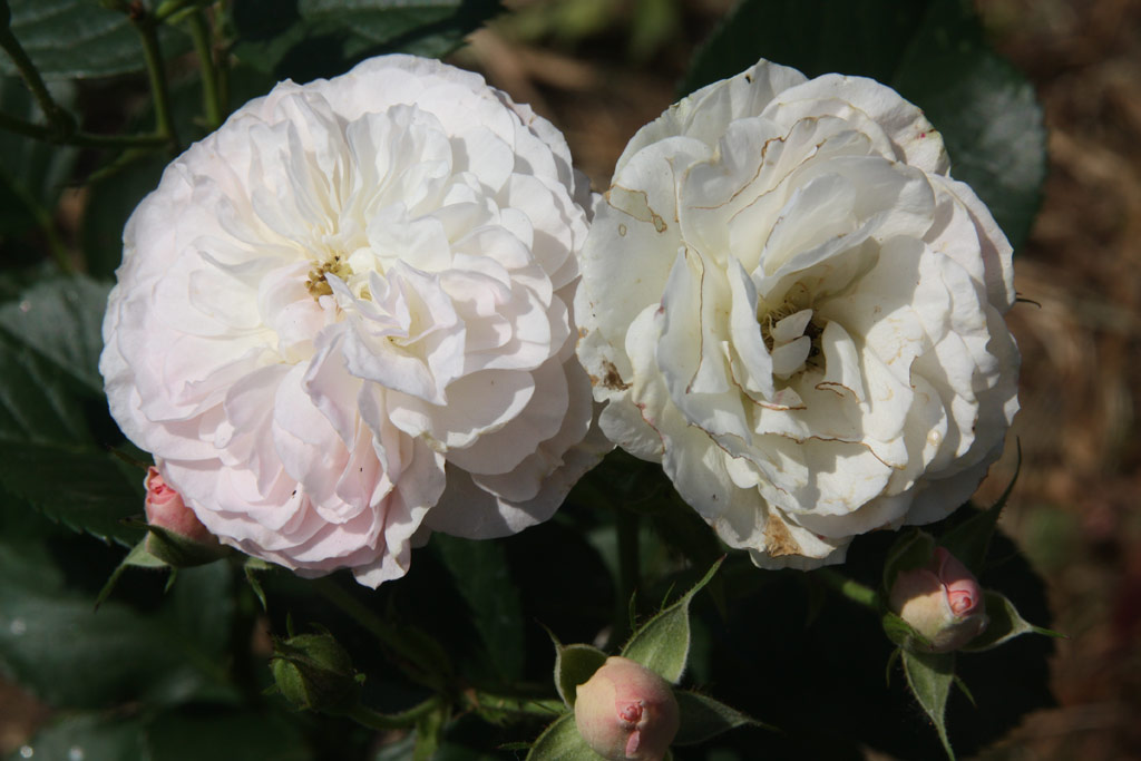 růže Bouquet Parfait