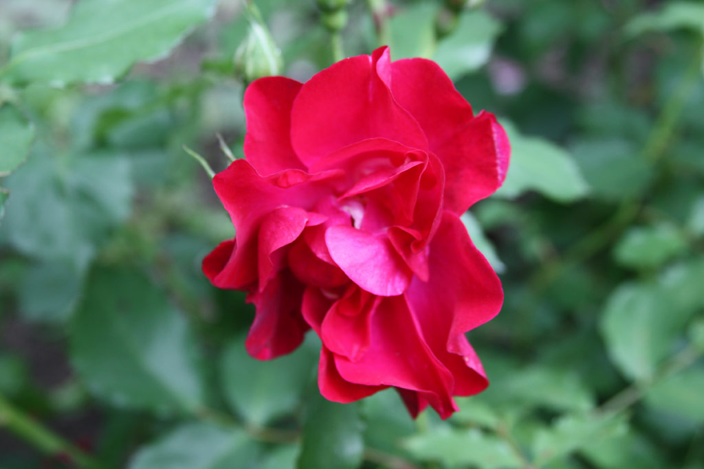 růže Bourbon Queen