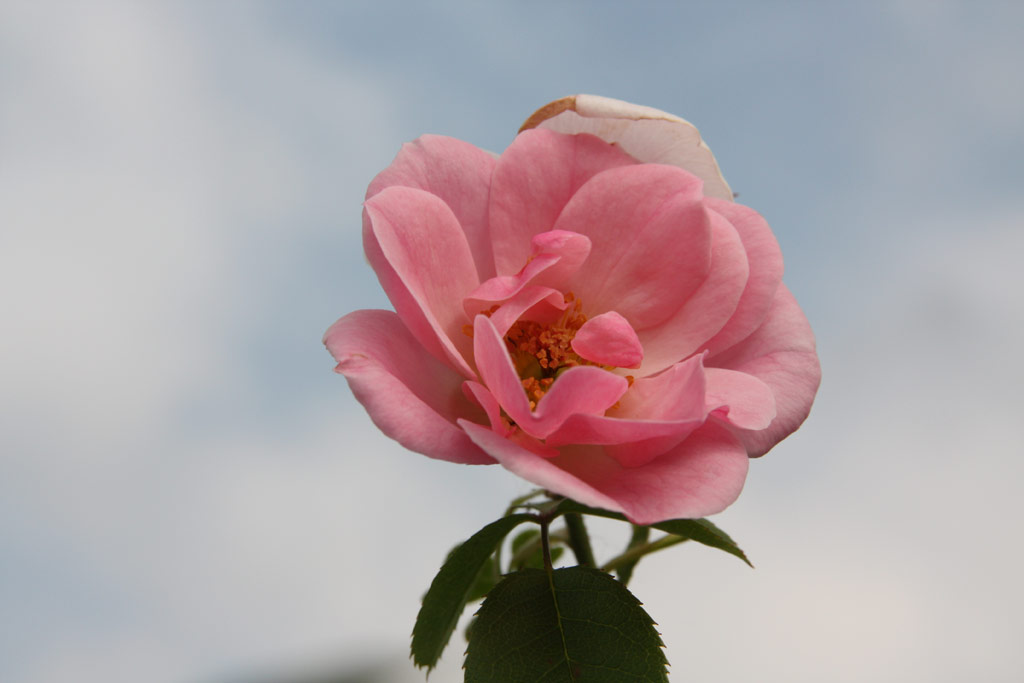 růže Bournonville