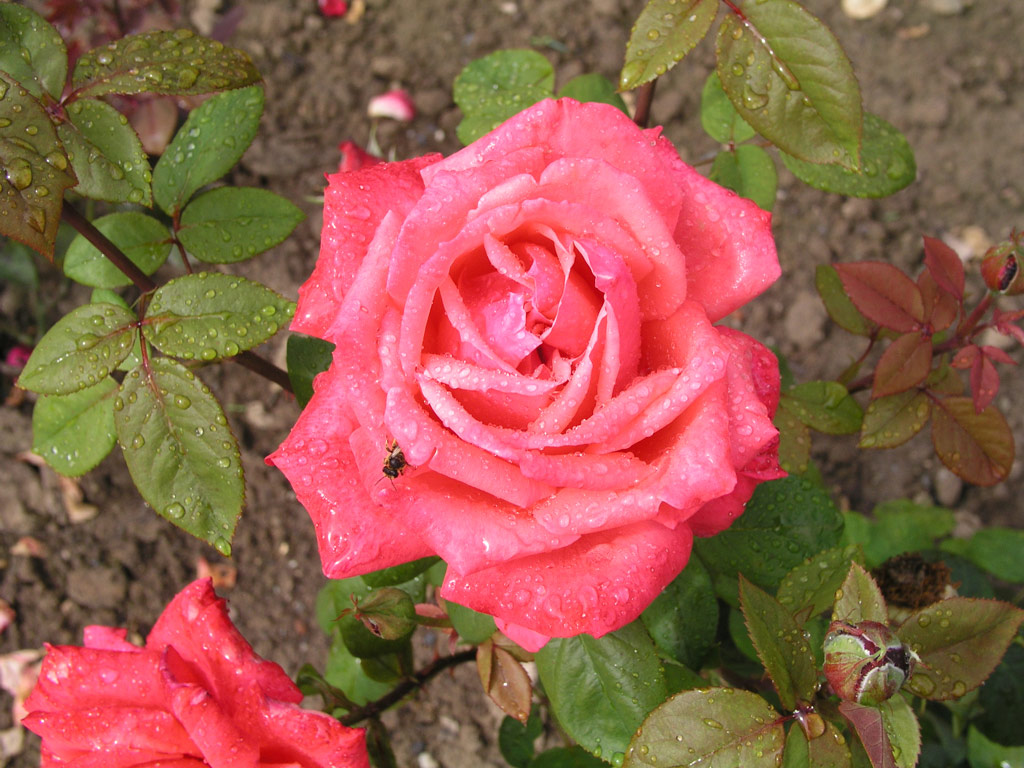 růže Brandenburg