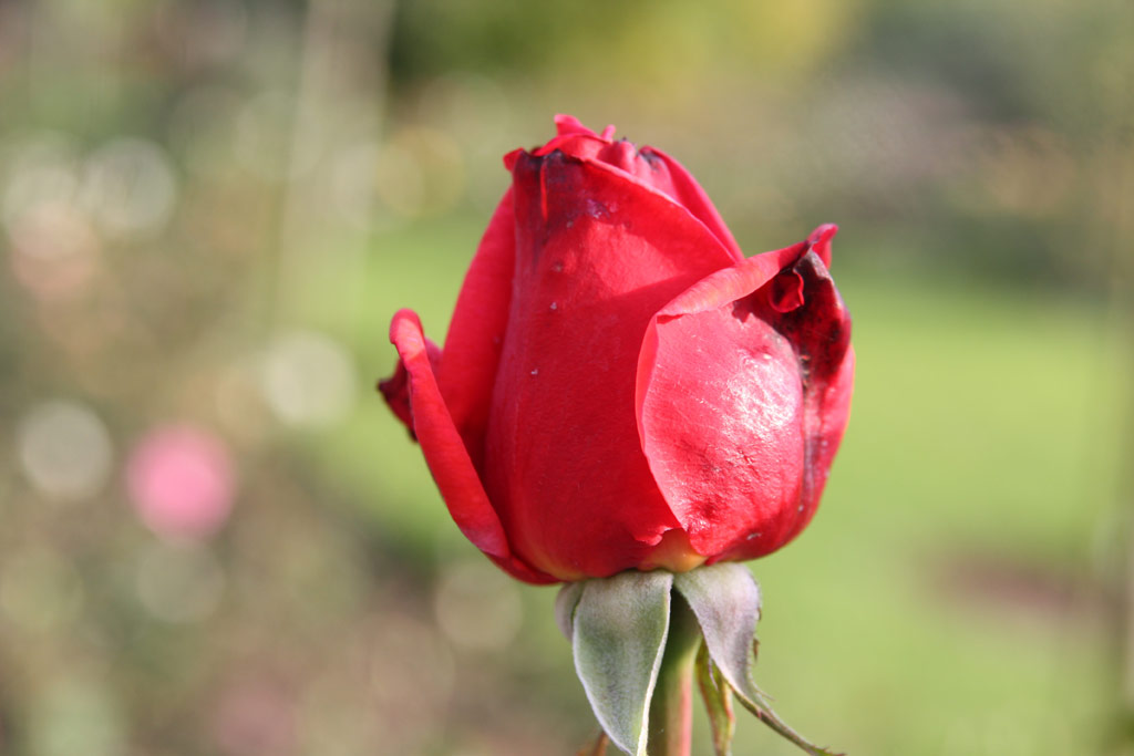 růže Brandenburg