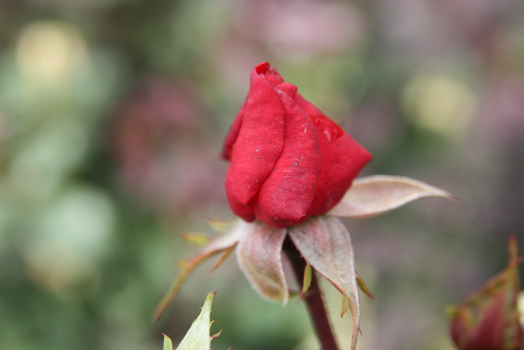 růže Brennende Liebe