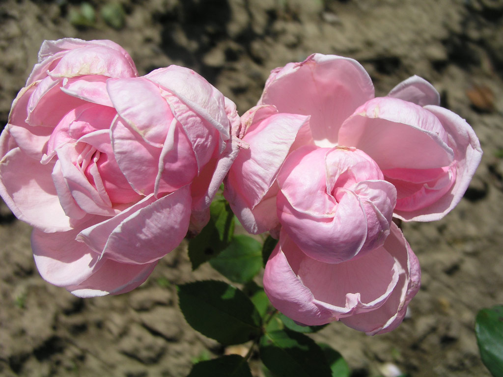 růže Briand-Paneuropa