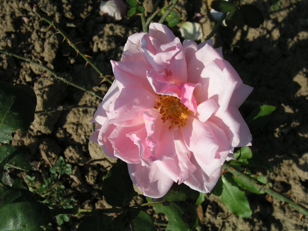 růže Briand-Paneuropa